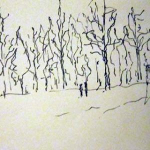 The wood
